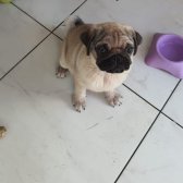 Mersin Yavru Dişi Pug