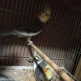 Eşli̇ Yumurtlayan Veya Tekli̇ Yavru