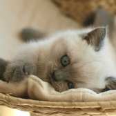 British Shorthair Blue Point