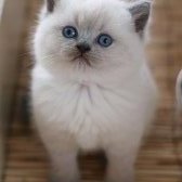 British Shorthair Blue Point