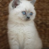 British Shorthair Blue Point