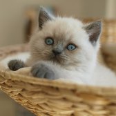 British Shorthair Blue Point