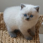 British Shorthair Blue Point