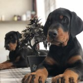 Üst Sekmen Koca Pati̇ Secereli̇ Doberman Yavruları