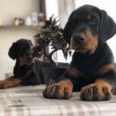Üst Sekmen Koca Pati̇ Secereli̇ Doberman Yavruları
