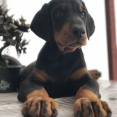 Üst Sekmen Koca Pati̇ Secereli̇ Doberman Yavruları