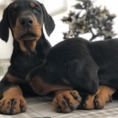 Üst Sekmen Koca Pati̇ Secereli̇ Doberman Yavruları