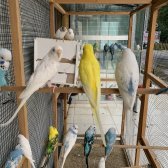1 Aylık Rengareng Muhabbet Kuşları
