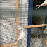 1 Aylık Rengareng Muhabbet Kuşları