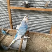 1 Aylık Rengareng Muhabbet Kuşları