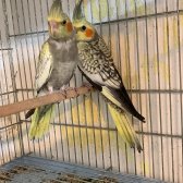 1 Aylık Rengareng Muhabbet Kuşları