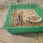 Mısır Suriye Hibriti Hamster