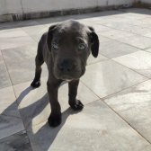 Cane Corsa Blue Erkek 2 Aylık Yeni Sahibini Arıyor