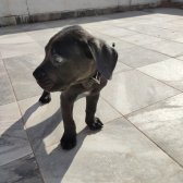 Cane Corsa Blue Erkek 2 Aylık Yeni Sahibini Arıyor