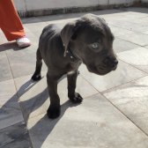 Cane Corsa Blue Erkek 2 Aylık Yeni Sahibini Arıyor