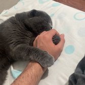 Saf Kan Scotish Fold Sakin Soğuk Kanlı Ağır Başlı Tuvalet Eğitimli