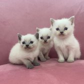Kedi Yavrularımız İçin İletişime Geçiniz