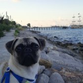Pug Gül Kuyruk
