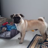 Pug Gül Kuyruk
