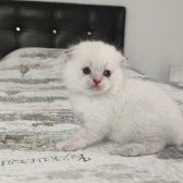 Mavi̇ Gözlü Boncuk Pamuk Şekerler