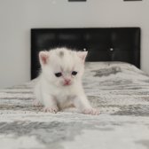 Mavi̇ Gözlü Boncuk Pamuk Şekerler