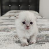 Mavi̇ Gözlü Boncuk Pamuk Şekerler