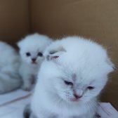 Mavi̇ Gözlü Boncuk Pamuk Şekerler