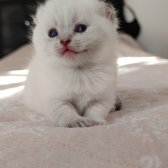 Mavi̇ Gözlü Boncuk Pamuk Şekerler