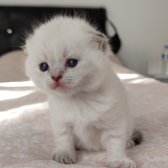Mavi̇ Gözlü Boncuk Pamuk Şekerler