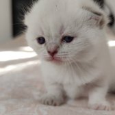 Mavi̇ Gözlü Boncuk Pamuk Şekerler