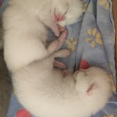 Mavi̇ Gözlü Boncuk Pamuk Şekerler