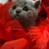Mavi̇ Gözlü Boncuk Pamuk Şekerler
