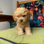 Bebek Yüzlü Toy Poodle Yavrularımız