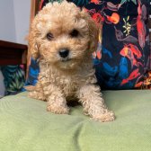 Bebek Yüzlü Toy Poodle Yavrularımız