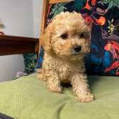 Bebek Yüzlü Toy Poodle Yavrularımız