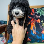 Bebek Yüzlü Toy Poodle Yavrularımız