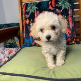 Bebek Yüzlü Toy Poodle Yavrularımız