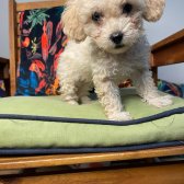Bebek Yüzlü Toy Poodle Yavrularımız