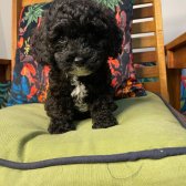 Bebek Yüzlü Toy Poodle Yavrularımız