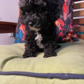 Bebek Yüzlü Toy Poodle Yavrularımız