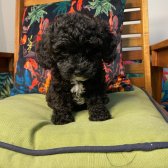 Bebek Yüzlü Toy Poodle Yavrularımız
