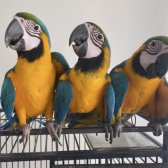 Macaw Papağanları Gold Blue