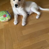 2 Aylık Yavrum Golden