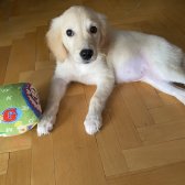 2 Aylık Yavrum Golden