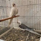 Hazır Takım Sultanlar Yavru Alınmış Tecrübeli̇