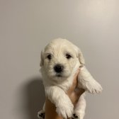 Saf Kan Maltıpoo