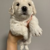 Saf Kan Maltıpoo