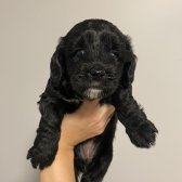 Saf Kan Maltıpoo