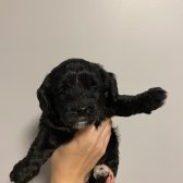 Saf Kan Maltıpoo