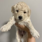 Saf Kan Maltıpoo